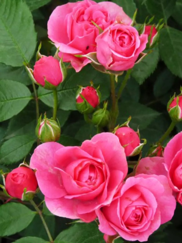 Роза лавли лидия