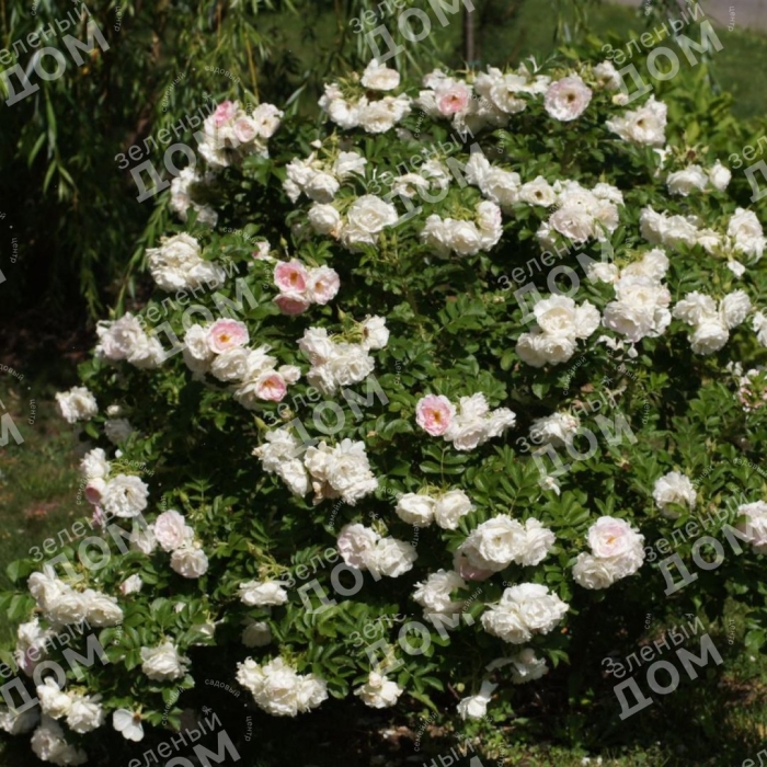 Ругоза ритаусма