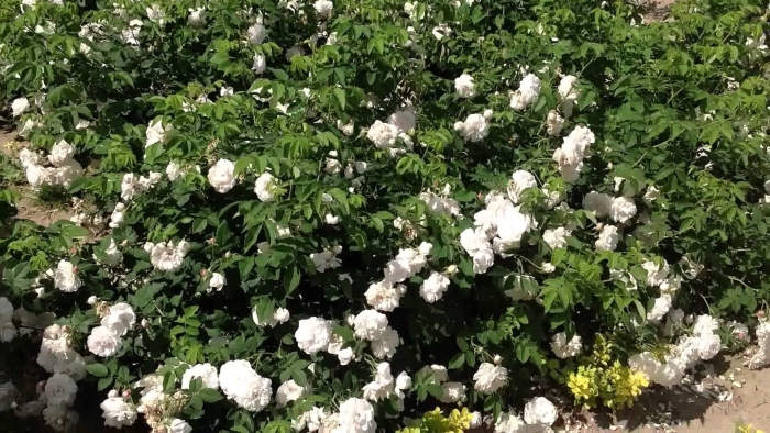 Роза колючейшая альба