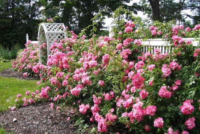 Роза плетистая роуз гарден