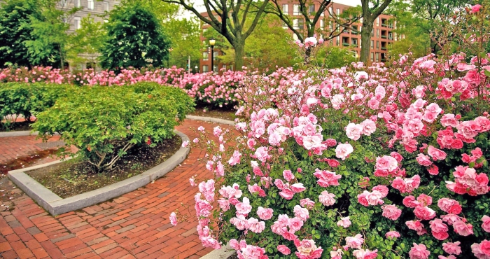 Парковая роза