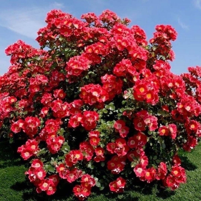 Роза кандия мейдиланд