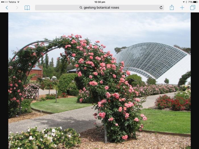 Роза плетистая розариум