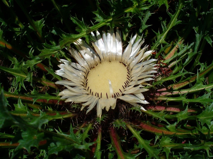Carlina acaulis