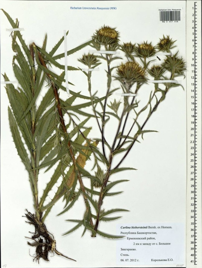 Девясил высокий гербарий