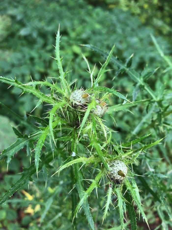 Cirsium echinus