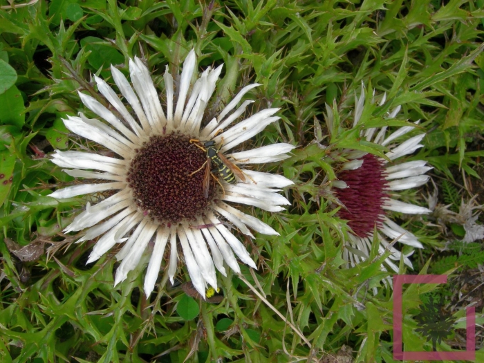 Колючник бесстебельный