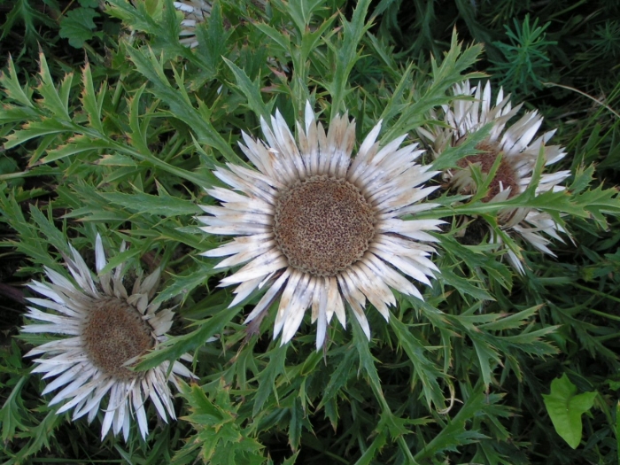 Колючник карлина