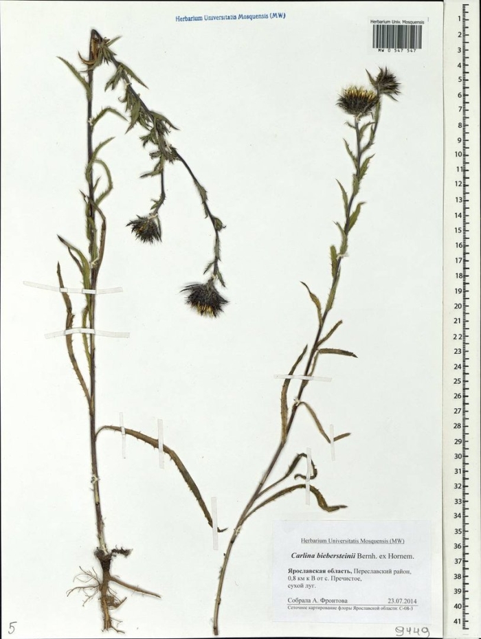 Мать и мачеха обыкновенная гербарий