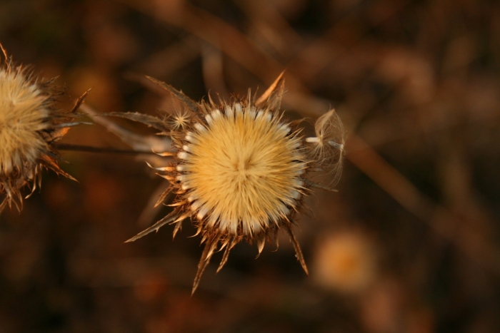 Чертополох цветок