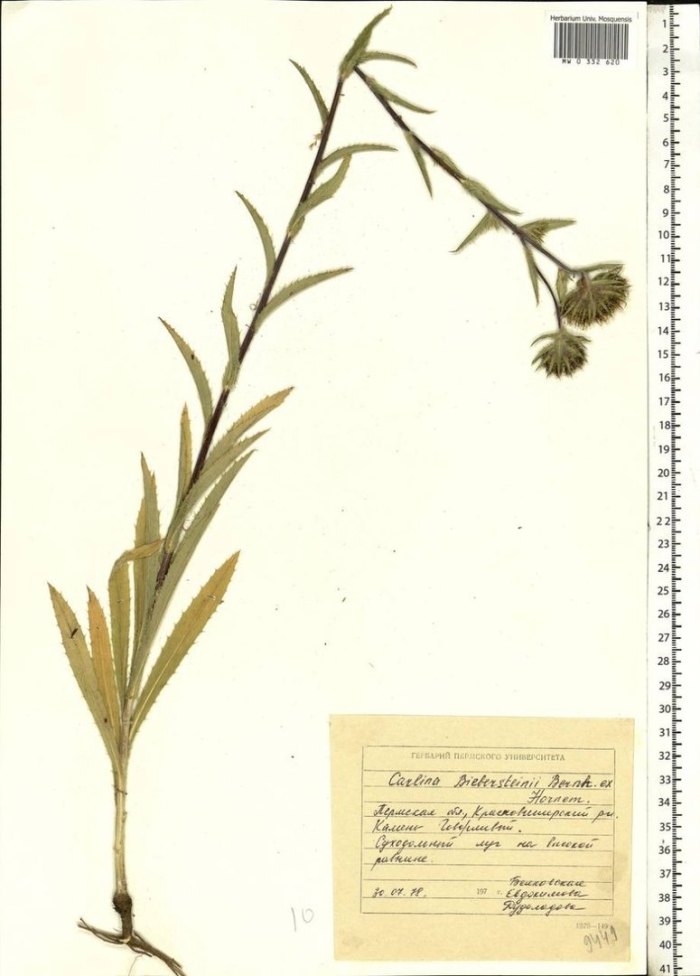 Бодяк разнолистный (cirsium heterophyllum)