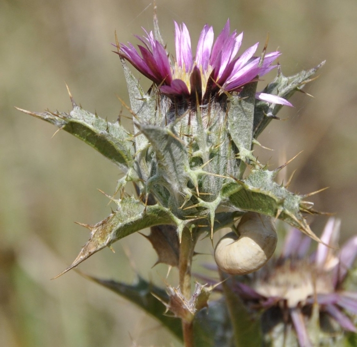 Расторопша пятнистая (silybum marianum)
