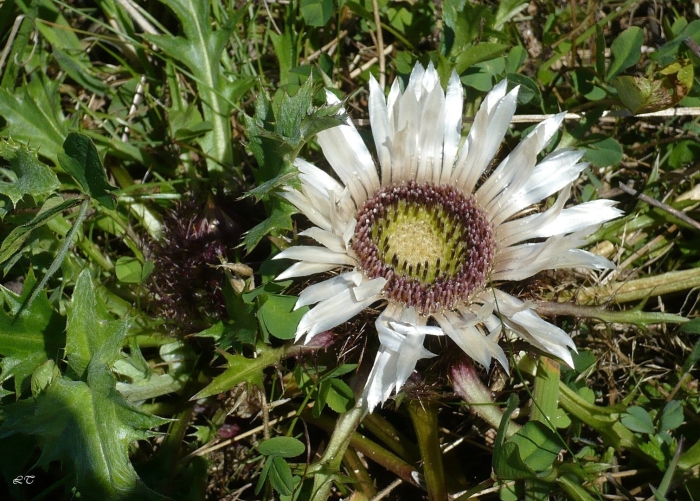 Чертополох бесстебельный