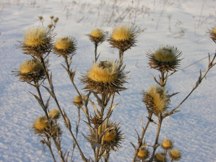 Чертополох колючий сухой