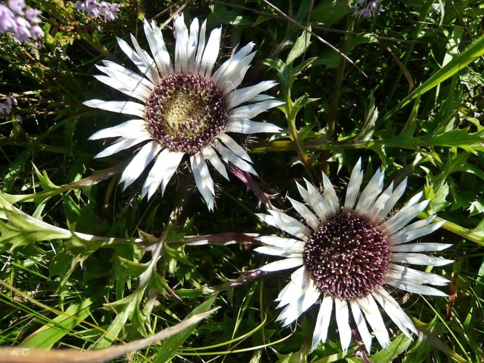 Колючник бесстебельный