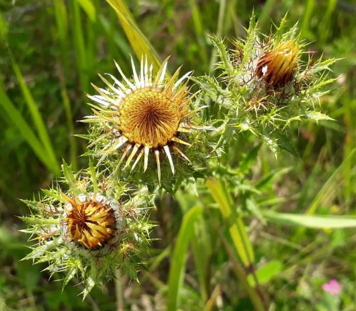 Carlina biebersteinii