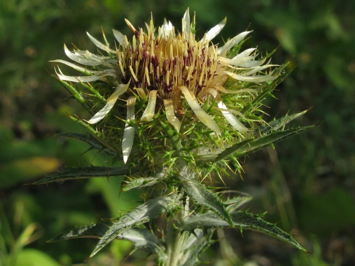 Колючник обыкновенный