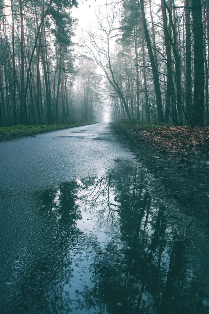 Дождь в лесу