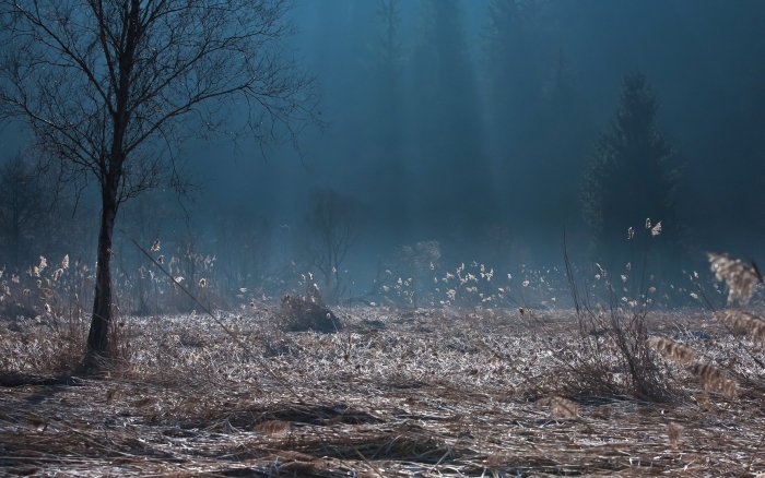 Темная поляна в лесу