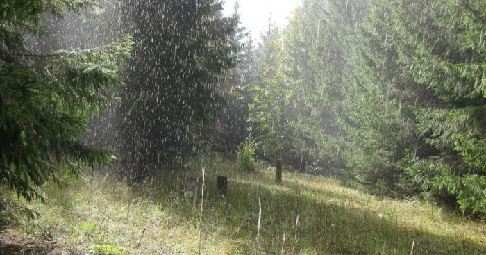 Грибной дождь