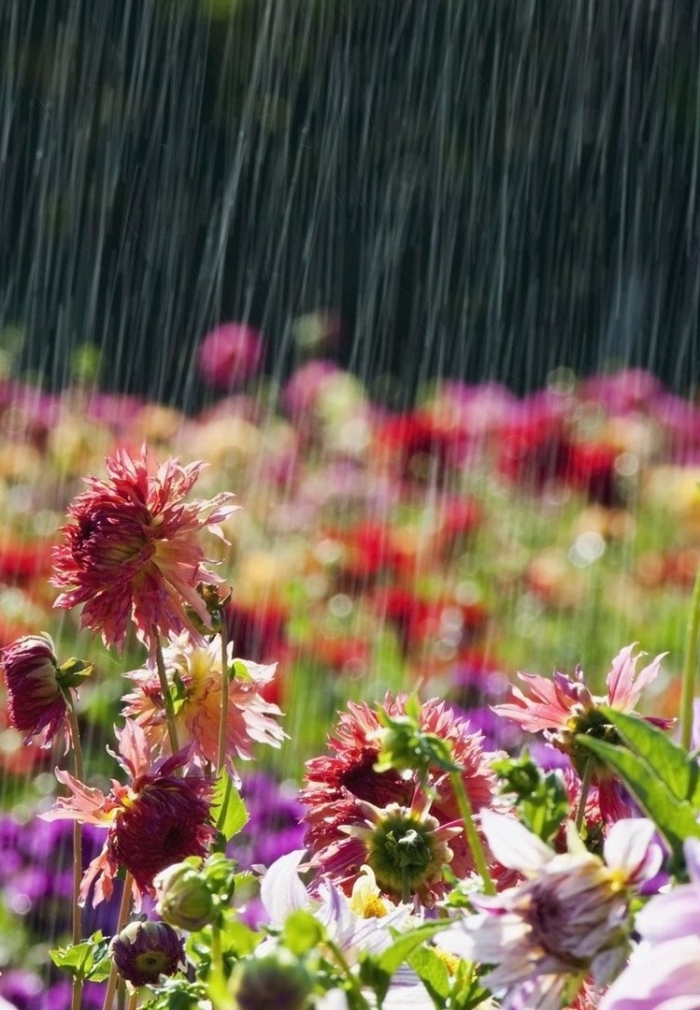 Дождь летний