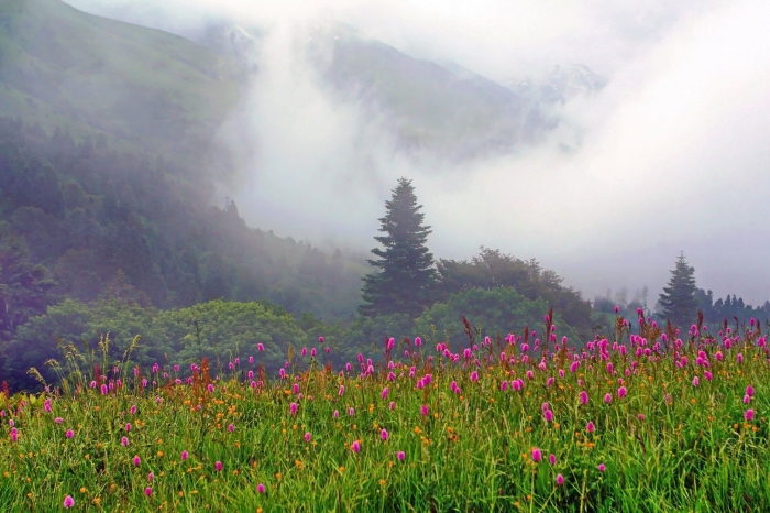 Гора мамзышха абхазия альпийские луга