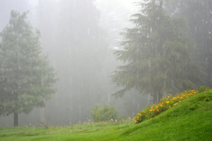 Туман в лесу