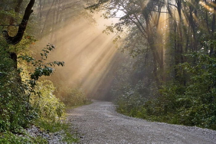 Лес после дождя