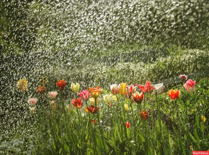 Летние дожди