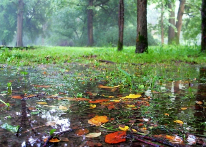 Осень дождливая