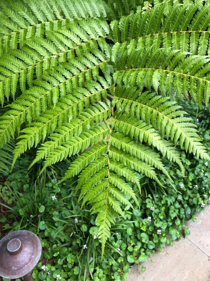 Циботиум баранец