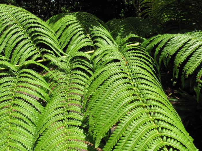 Папоротник cibotium barometz