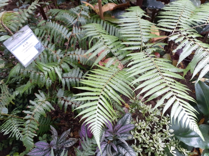 Athyrium niponicum
