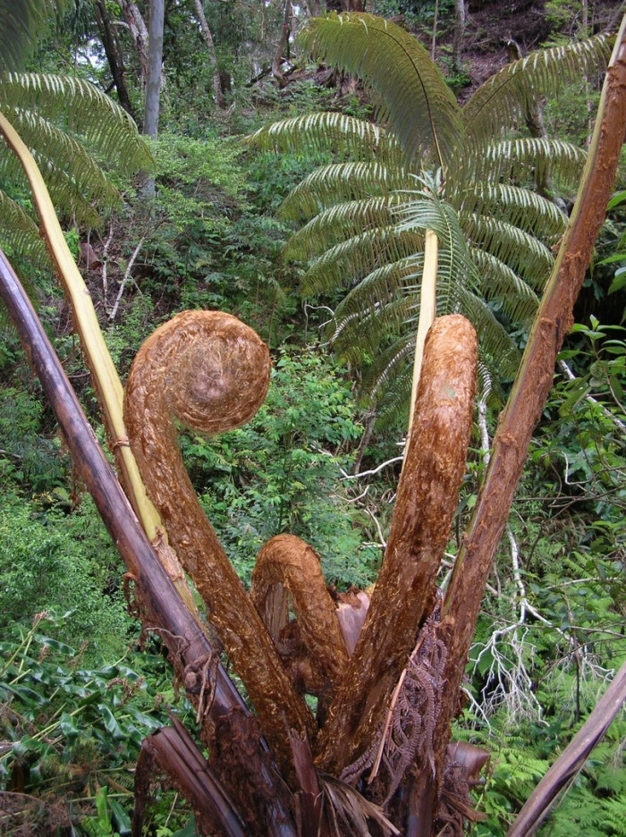 Tree fern