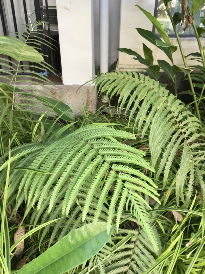 Папоротник страусник обыкновенный