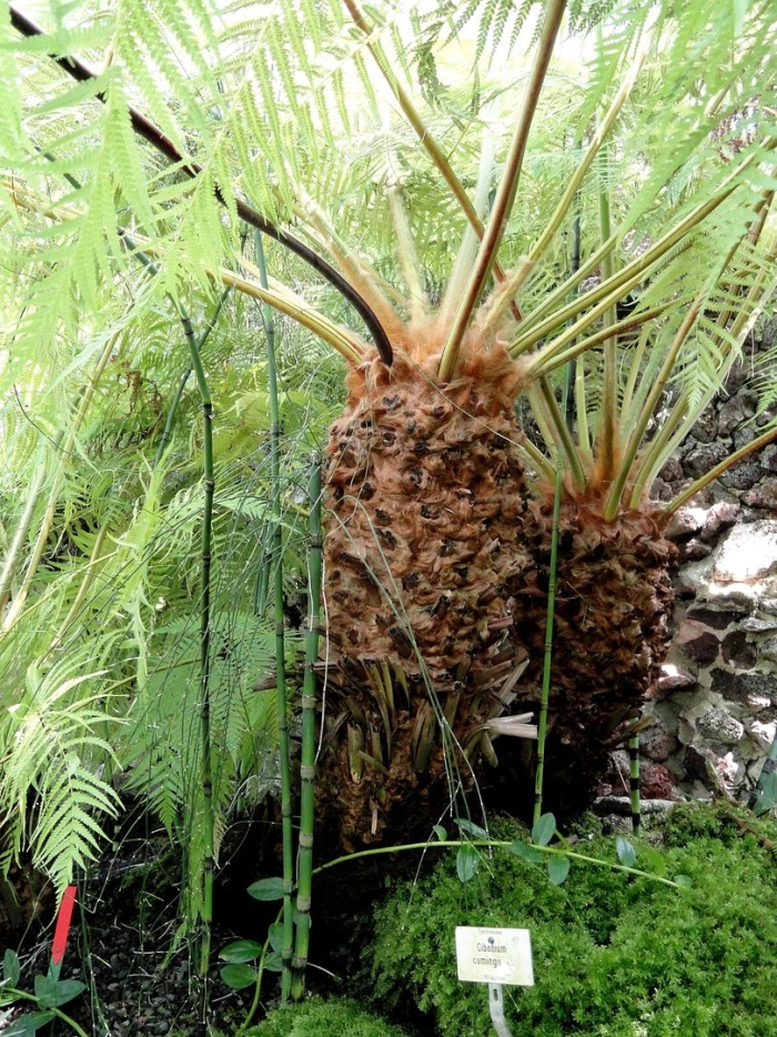 Cibotium cumingii