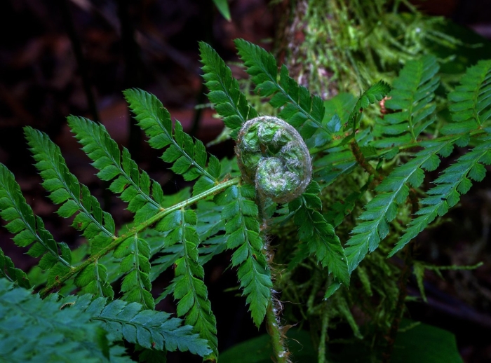 Даваллия папоротник