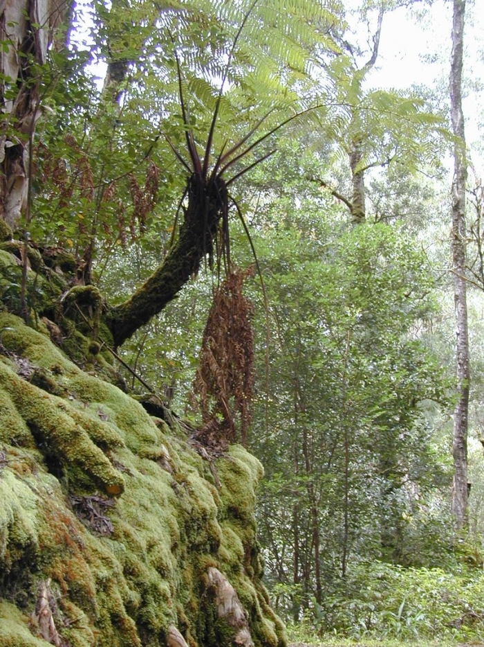 Древовидные папоротники южной америки