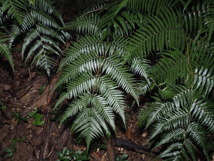 Папоротник erythrosora