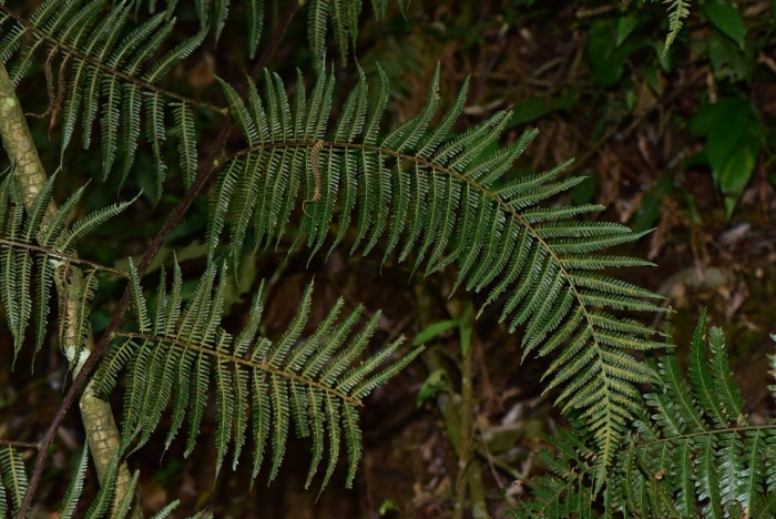 Папоротник ядовитый щитовник