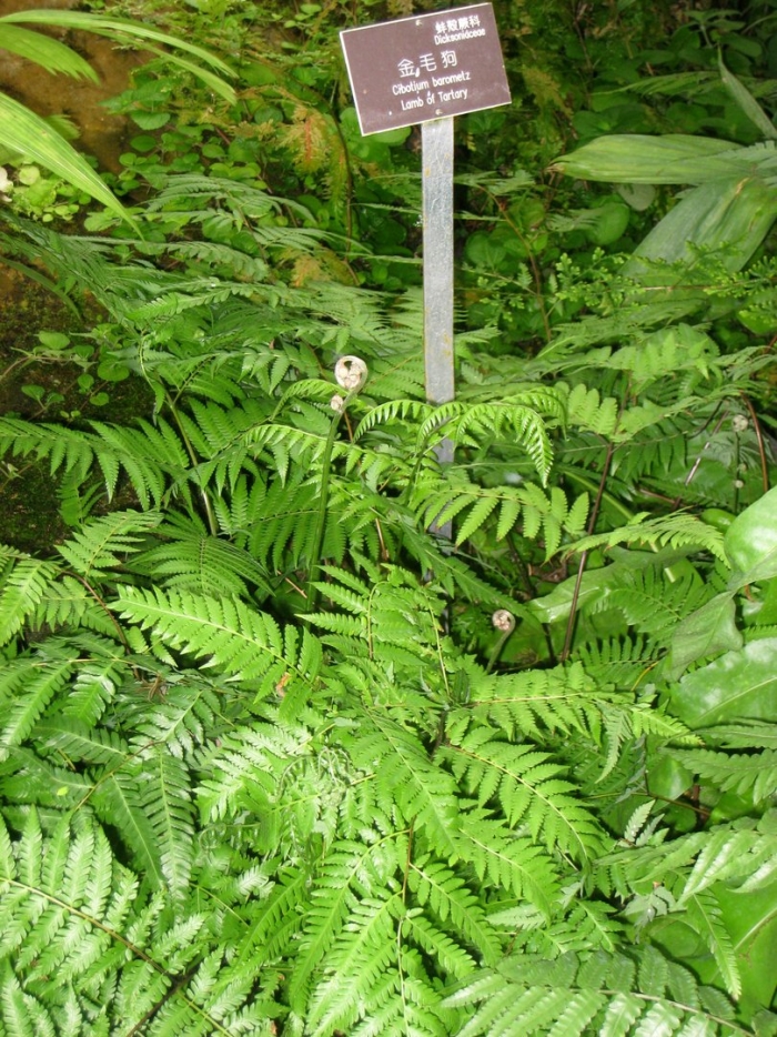 Athyrium spicatum