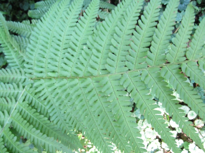 Растение папоротник