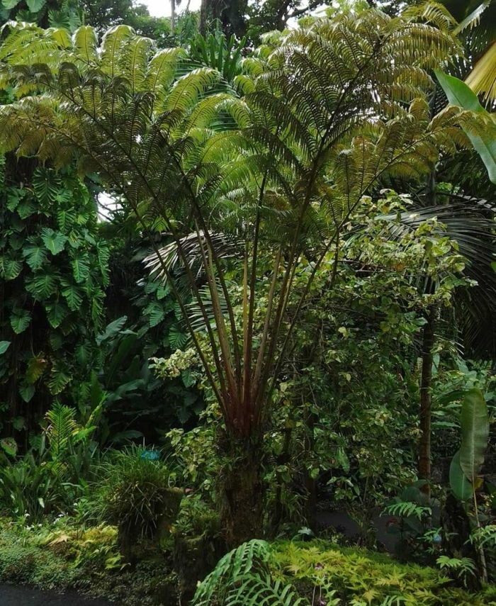 Древовидные папоротники австралии