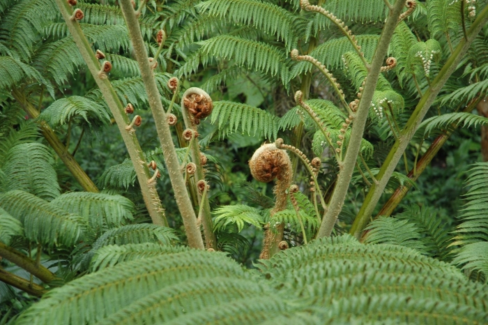 Папоротник кучерявый