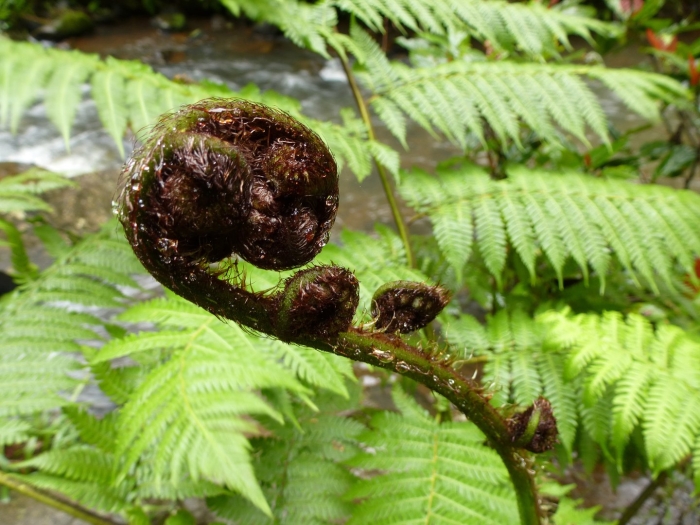 Водные папоротники
