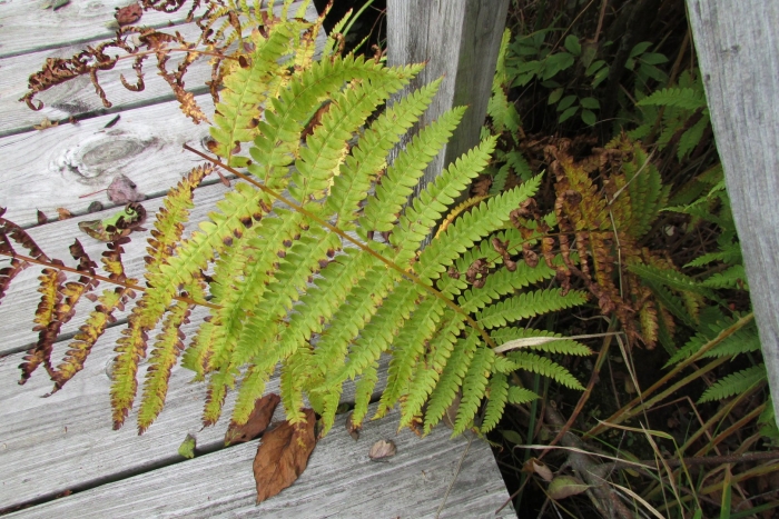 Папоротник neolepisorus truncatus