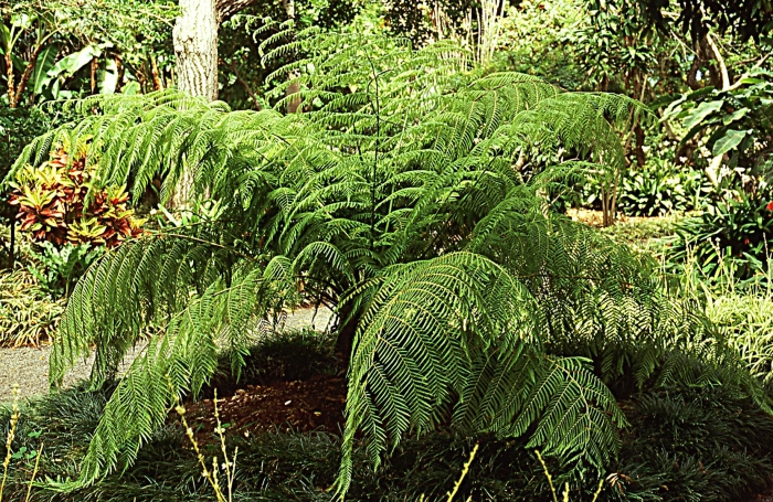 Циботиум папоротник