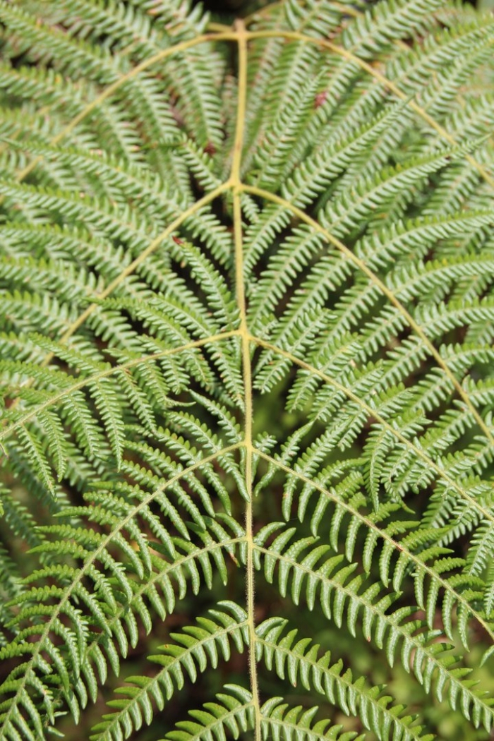 Pteridium aquilinum