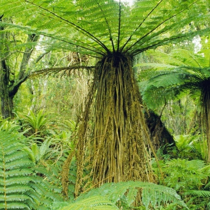 Древовидные папоротники в настоящее время