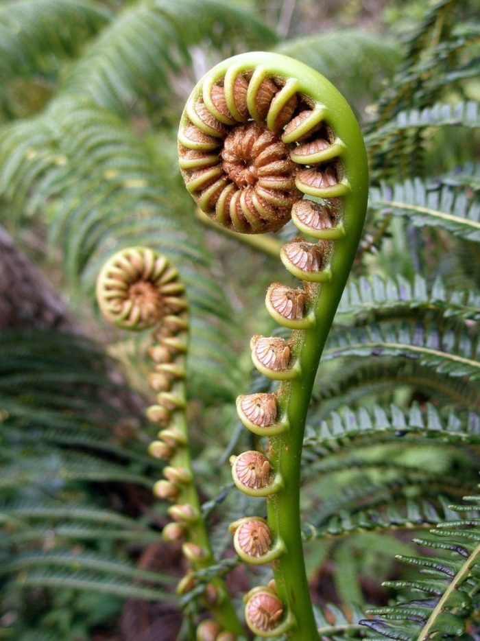 Hawaiian tree fern